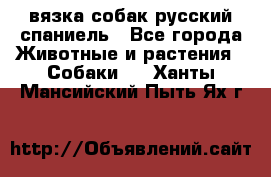 вязка собак русский спаниель - Все города Животные и растения » Собаки   . Ханты-Мансийский,Пыть-Ях г.